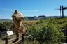 photo of Triceratops Trail, South Table Mountain in background, with clip art t-rex standing on trail