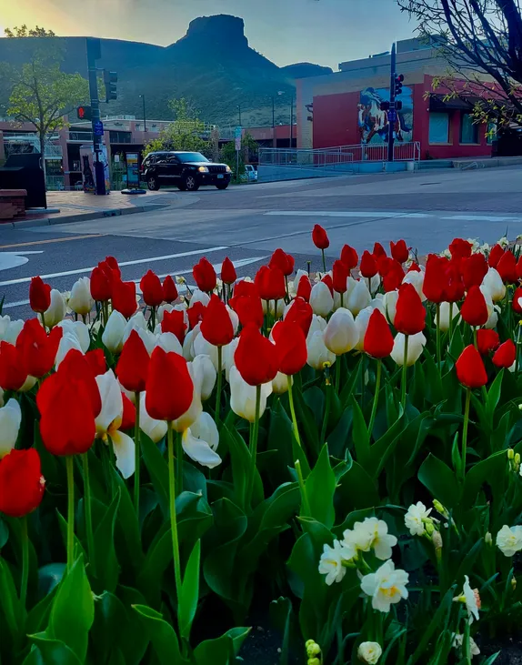 beautiful red and white tulips in the foreground and Castle Rock in the background
