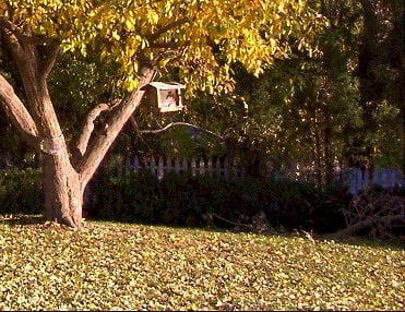 Fall in Golden Colorado