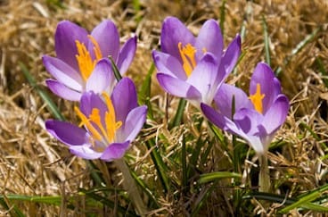 Crocus in Golden Colorado
