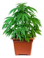 Recreational marijuana sales banned in Golden Colorado