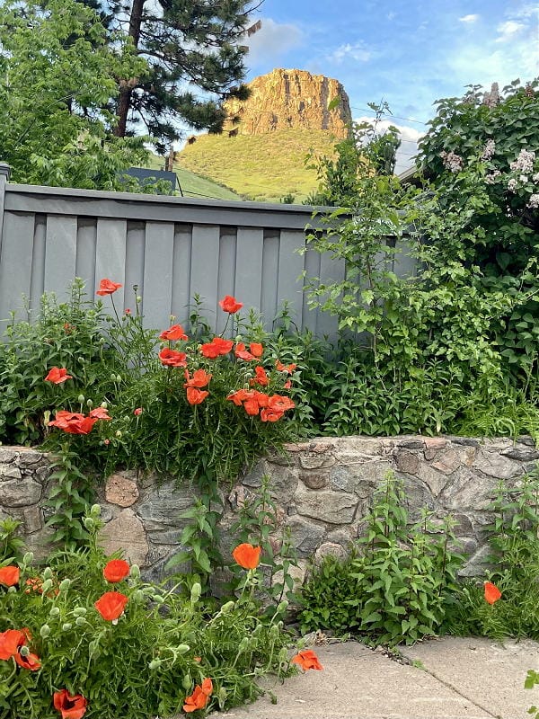 Orange poppies against a gray fence with Castle Rock on the background