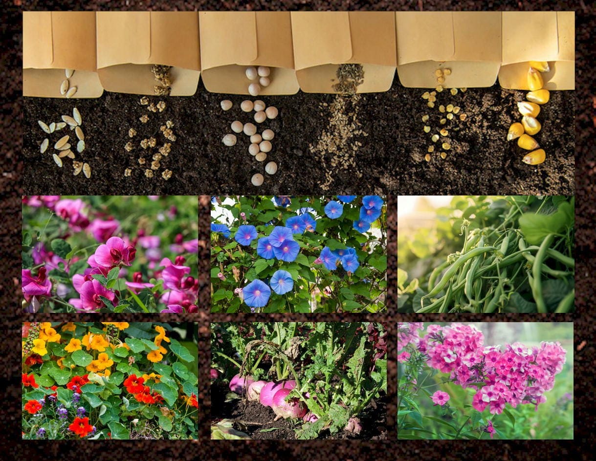 pictures of several types of plants on a background of soil. Seed packets at the top with seeds spilling out.