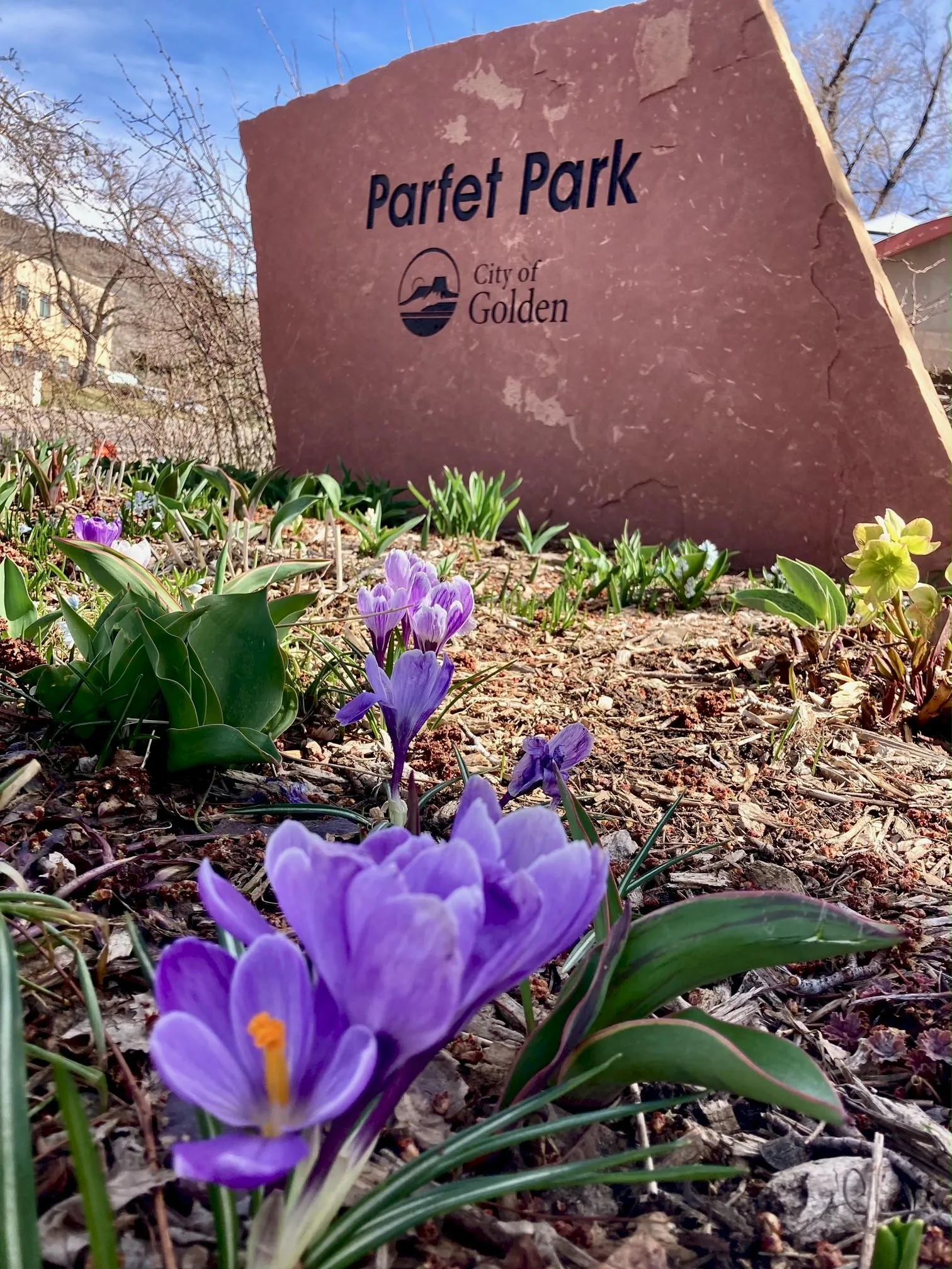 Purple crocus in the foreground and a sandstone slab saying "Parfet Park" in the background