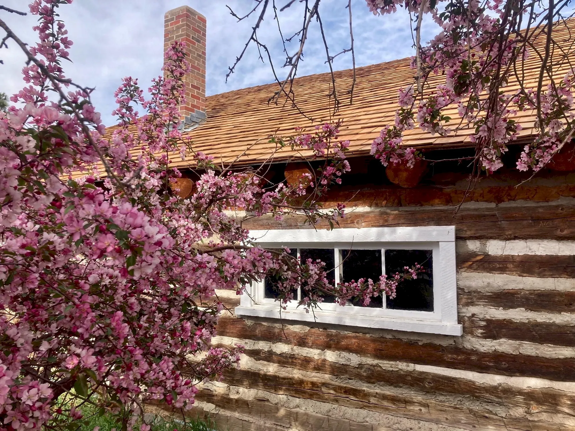 pink blossoming branches in front of a log cabin