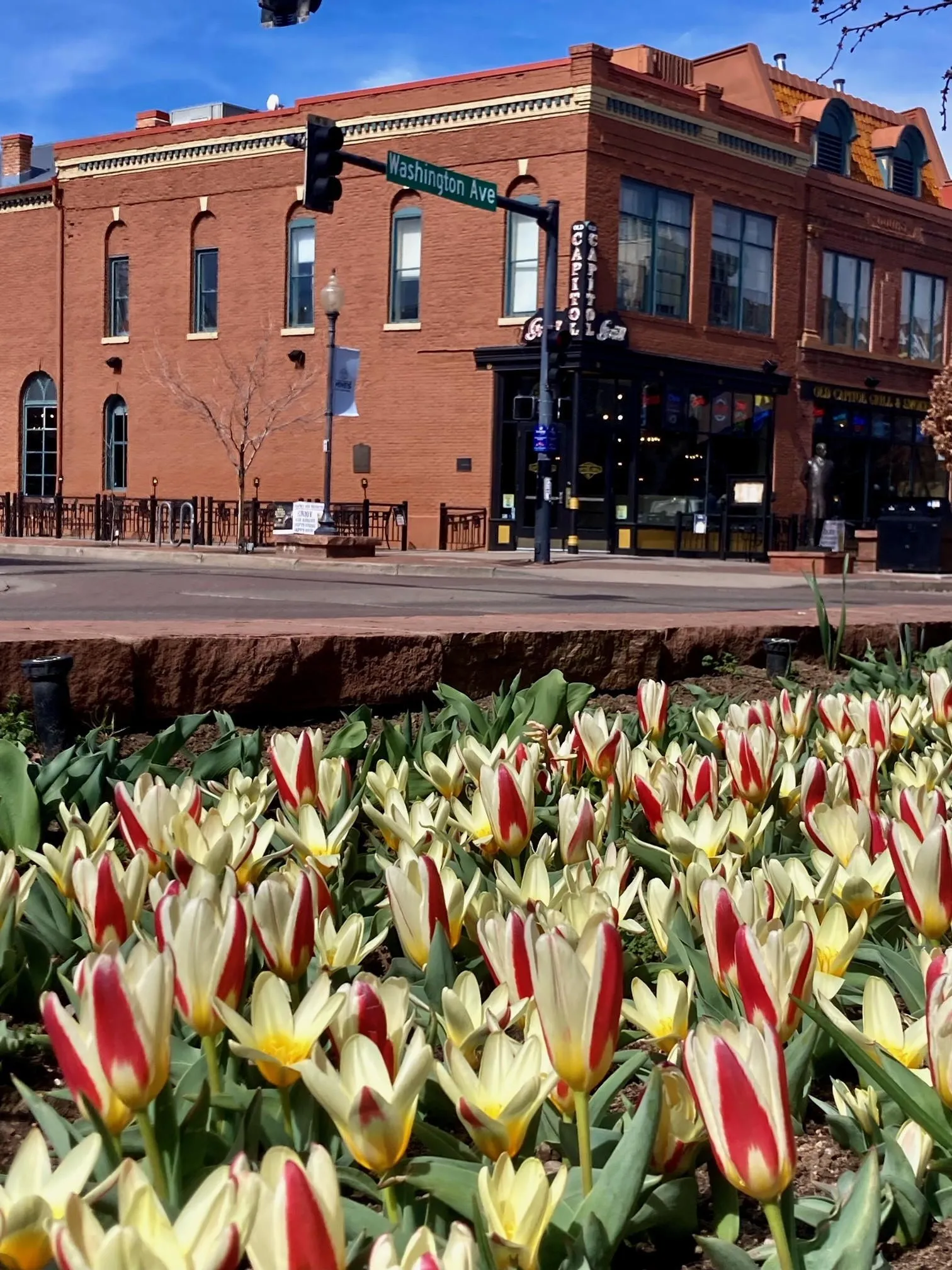 Red and pale yellow tulips in the foreground and the Loveland building (Old Capitol Grill) in the background.