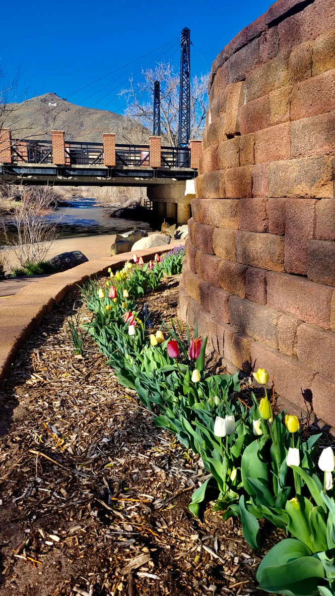 tulips at the base of a retaining wall near Clear Creek