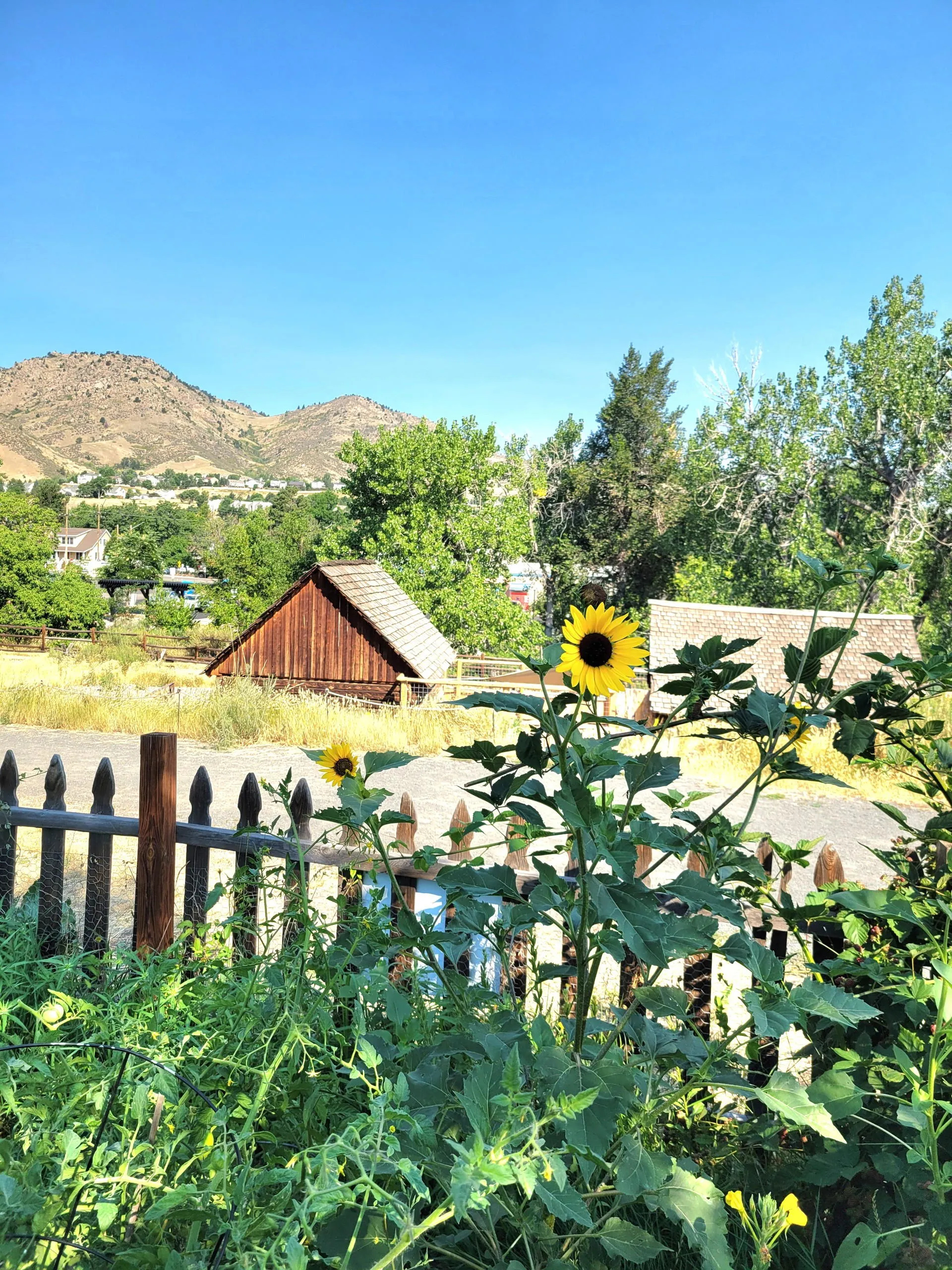 The History Park Garden