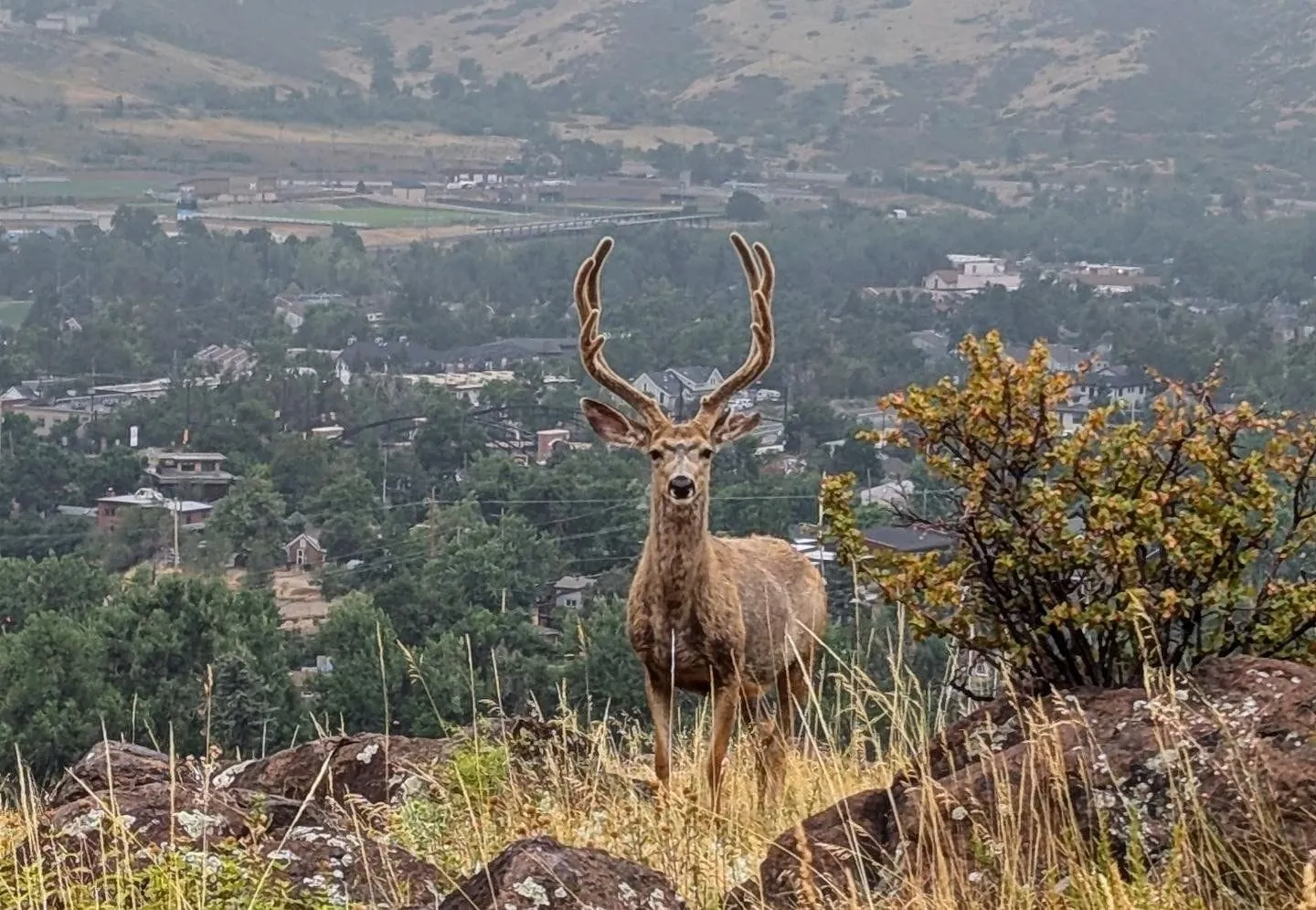 Wildlife and the City