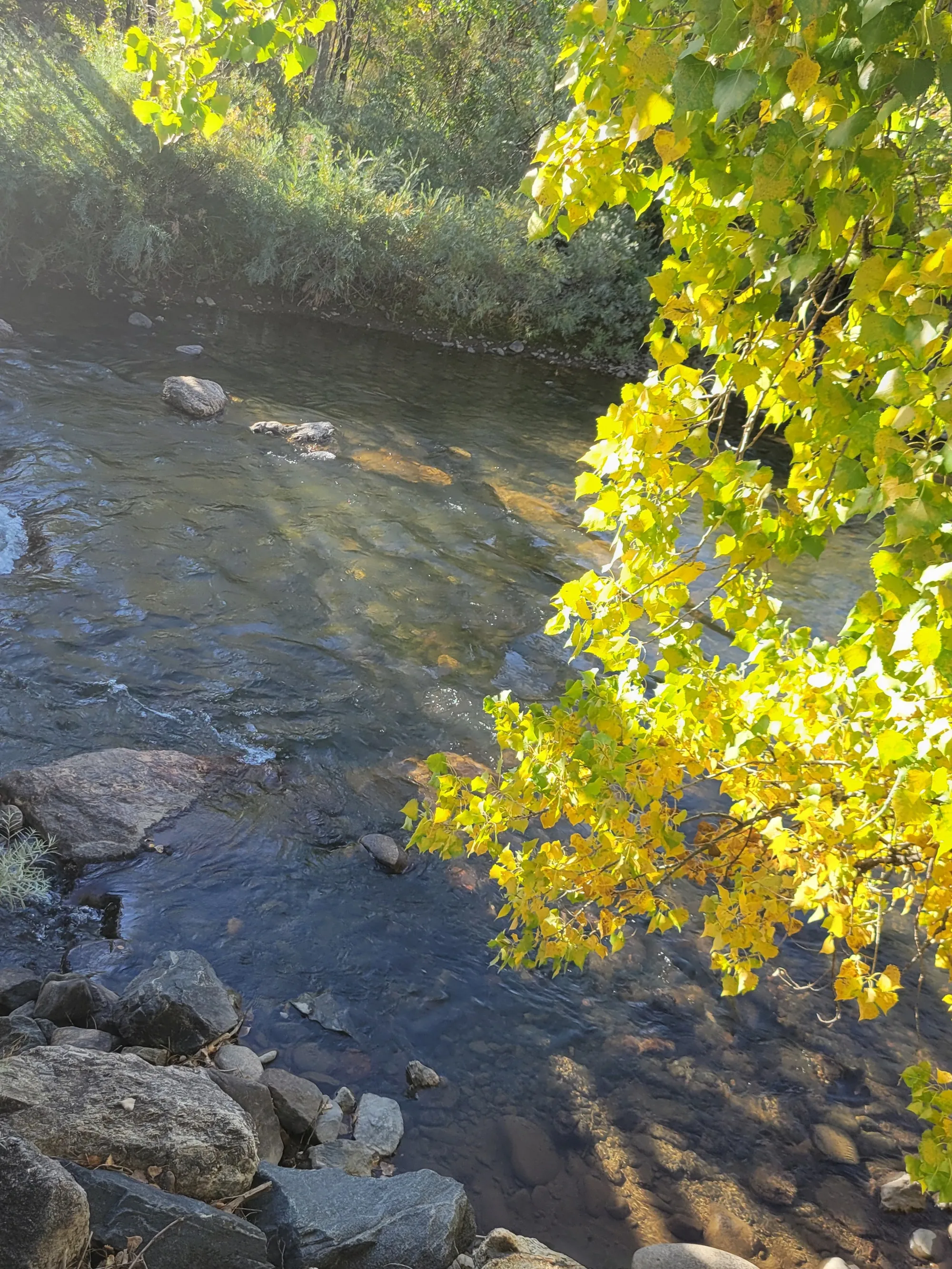 Color Along the Creek