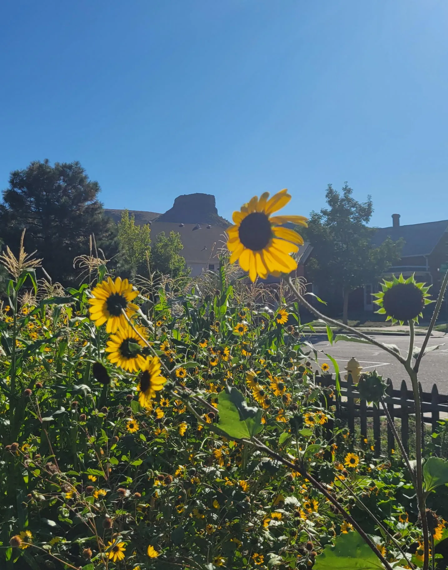 Sunflowers in the History Park