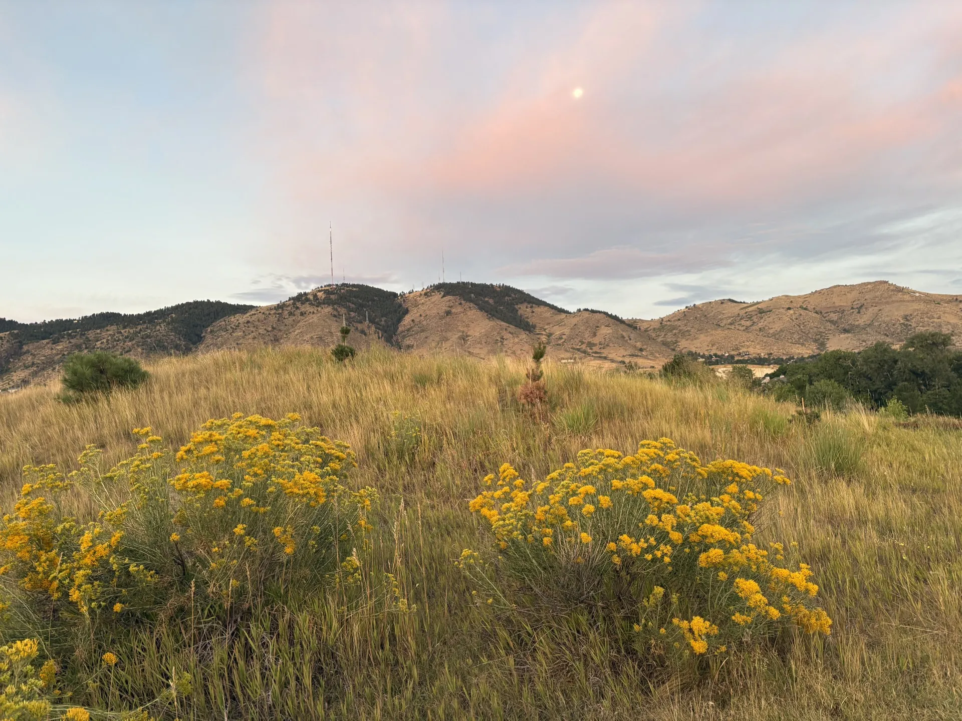 Goldy-Locks in the Morning