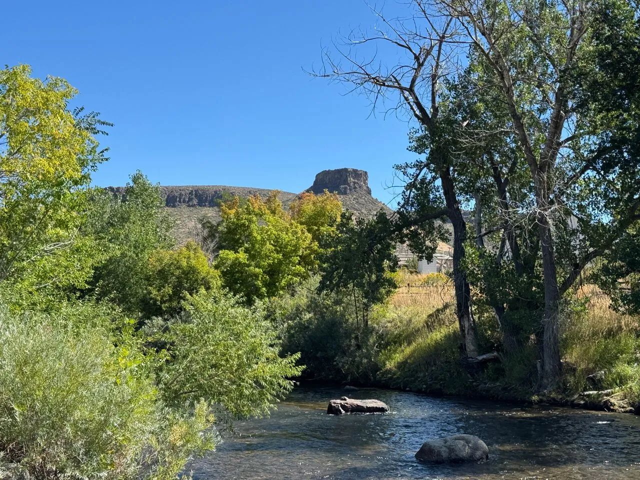 A Touch of Fall Color in the Treetops