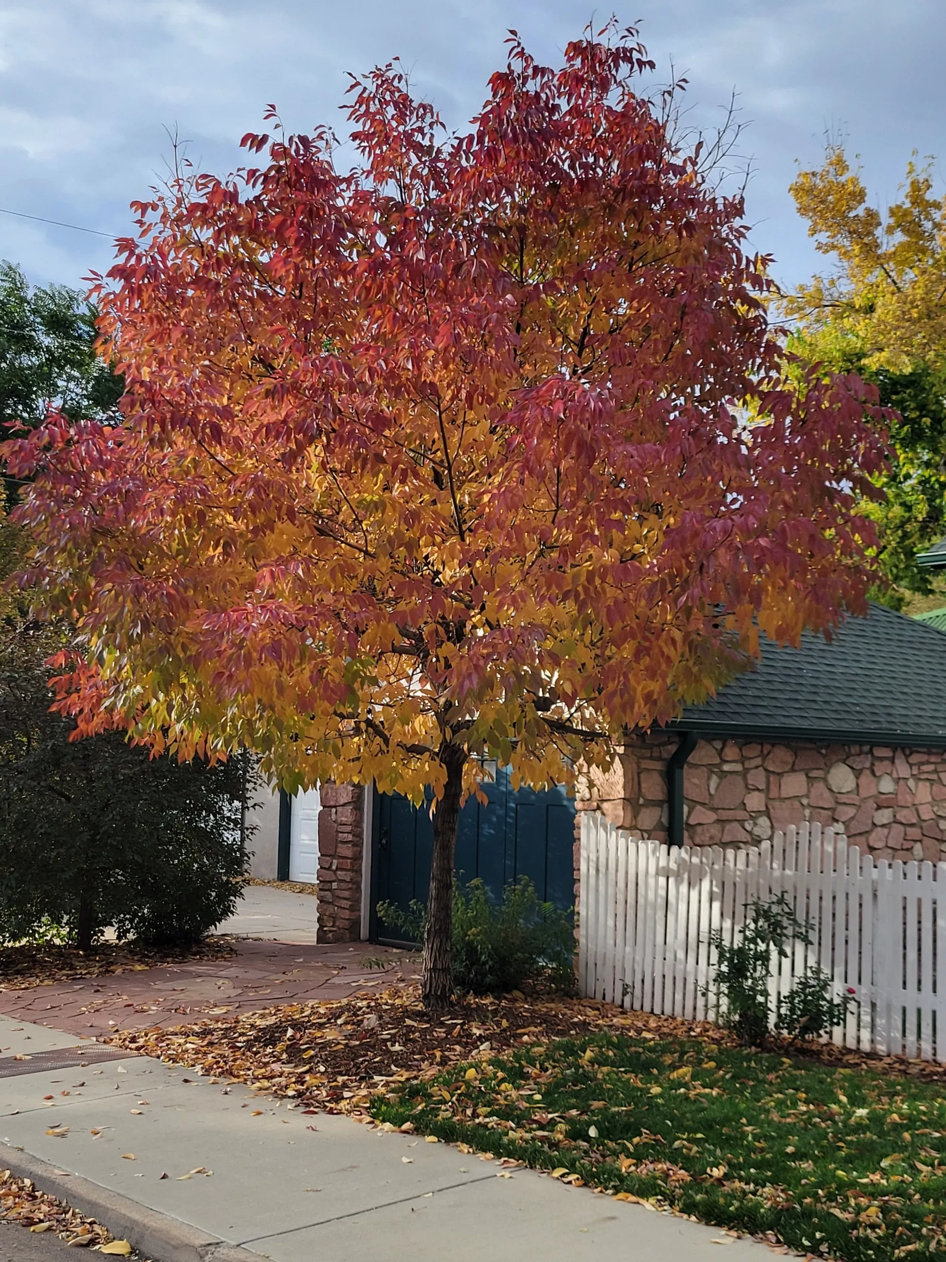 Autumn Leaves on a Neighborhood Walk