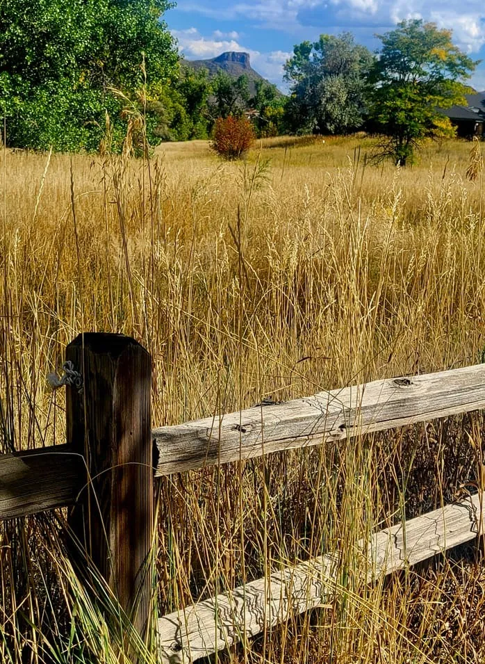 The Meadow in Autumn