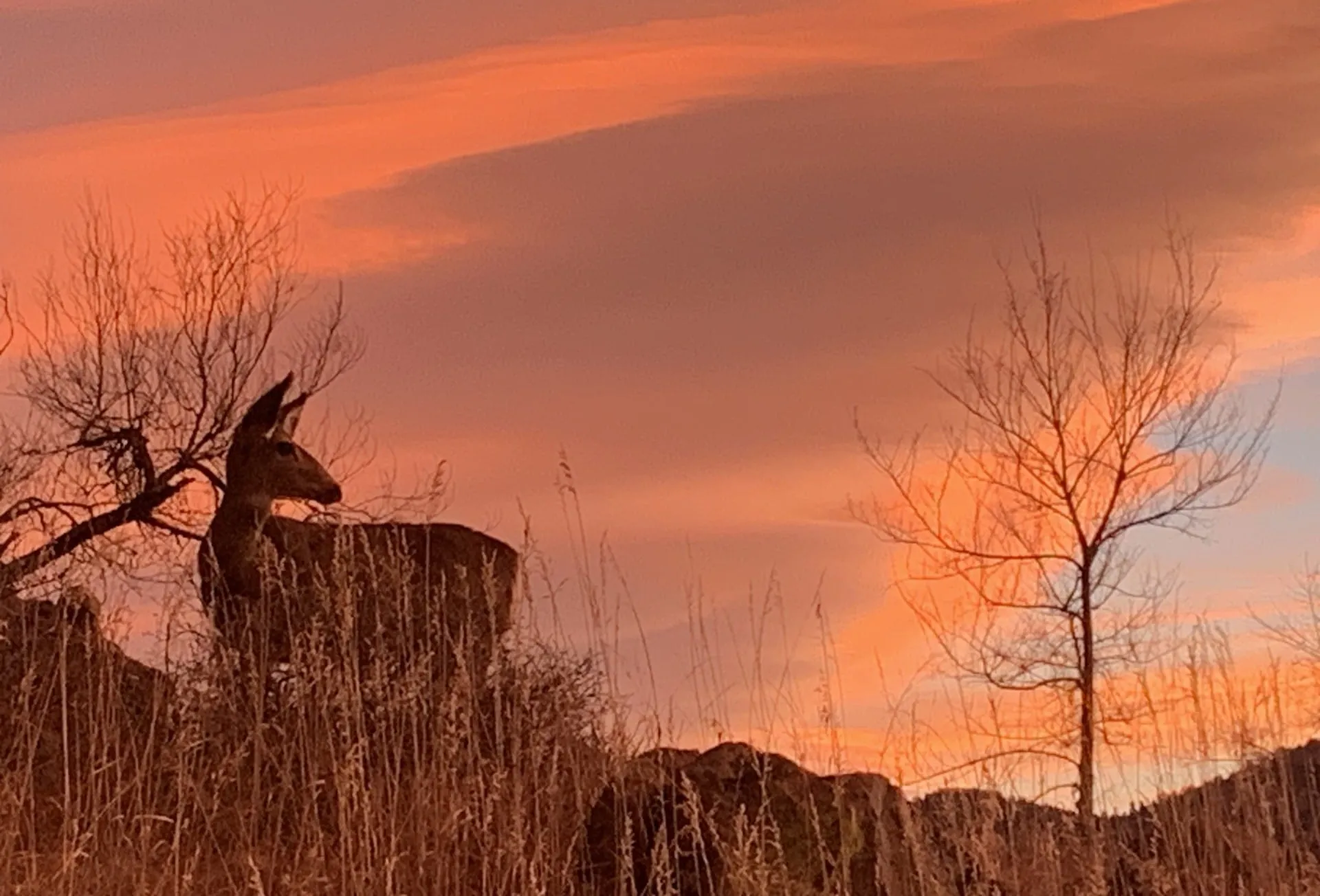 Bambi Checking the Count on the M