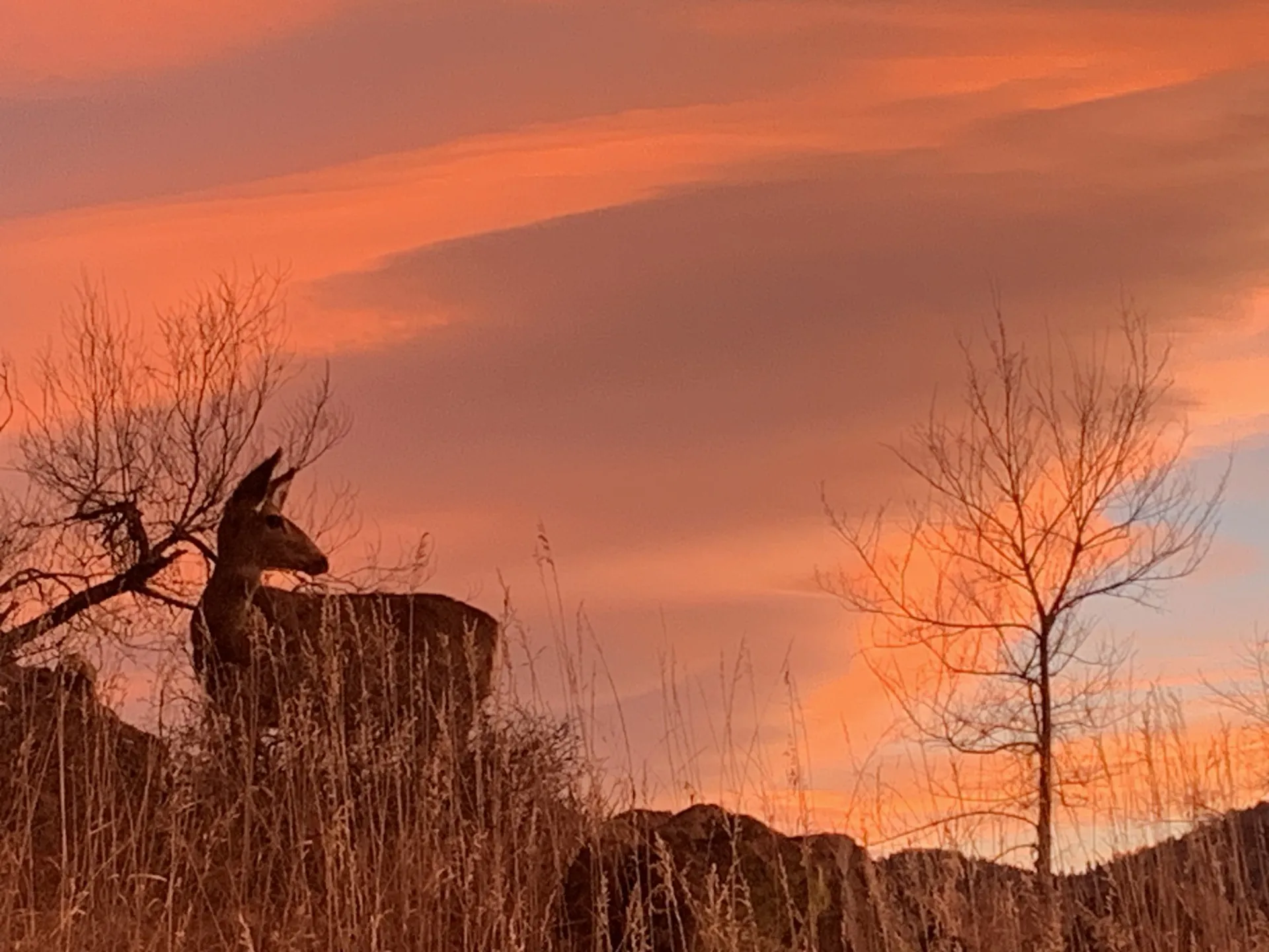 Bambi Wonders Why the M Looks Funny