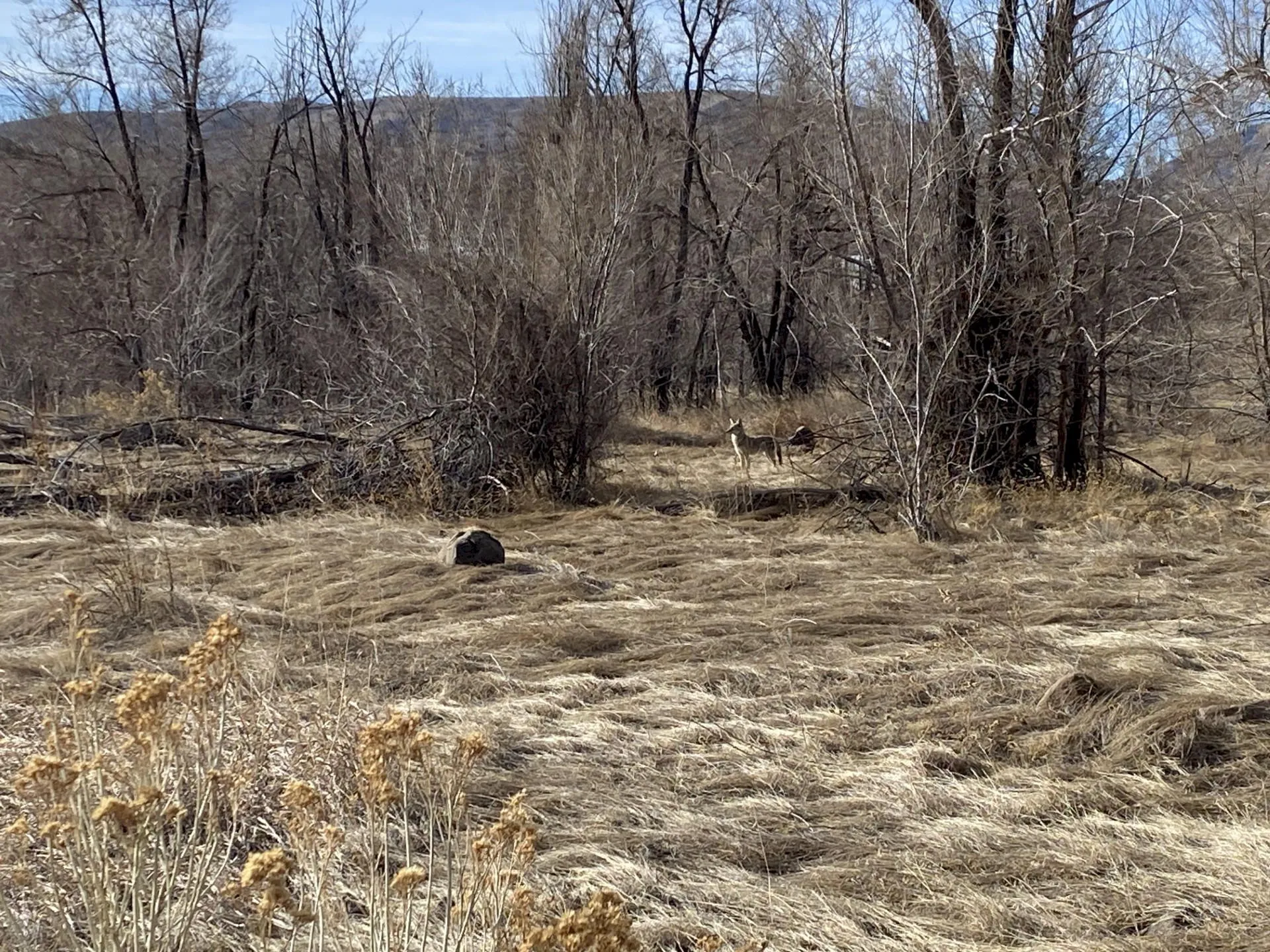 Coyote in the Wilds of Camp George West