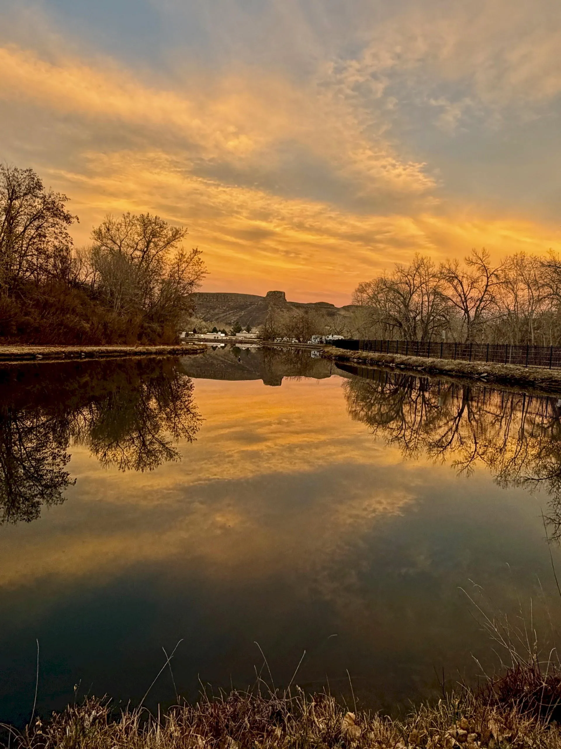 Golden's Spring Beauty