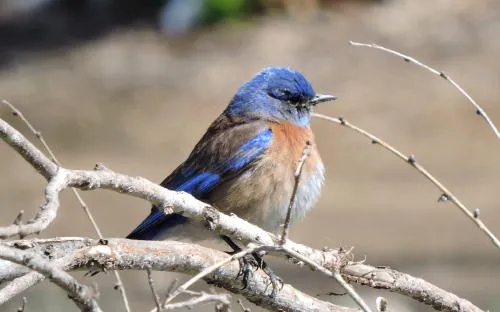 Business Assistance, City Council, and a Century-Old View of Downtown