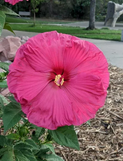 Hibiscus and the Time of Slime