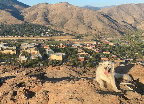 A Cute Dog and a Former Dump