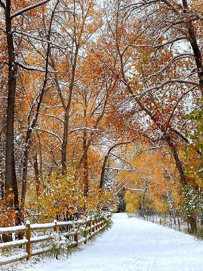 Enchanted Forest, Wild Fires, and Victory Bonds