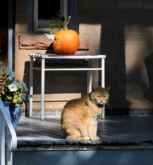 Weekly COVID Summary, November Preview, and a History of Roller Skating in Golden