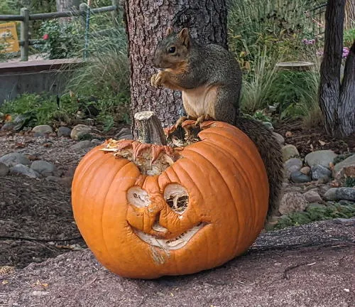 Cases Rising, Darkness Coming, Creature Features, Infantry, Halloween, Full Moon, and a Monumental Day in Golden History