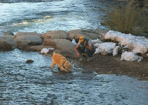 Waiting for Stats, Easy Links to Carryout, and Jailing Hogs, Shoats, and Pigs