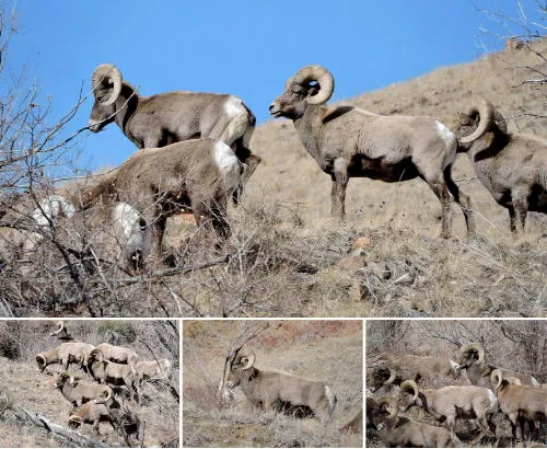 Big Horn Sheep, COVID Stats, Virtual Life, and Advertising in 1902