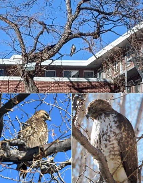 Hawks, Parks, and Sabotage