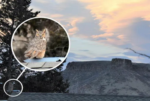 Owls, Films, and the Plunge