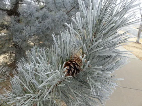 Environmental Film Festival and Post-War Housing