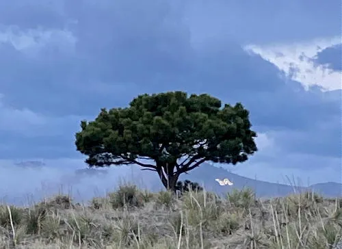 Gardening, a Special Meeting, Brunch, Music, and the End of the Line