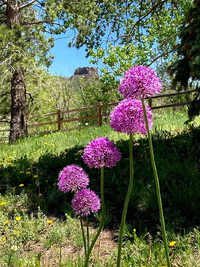 Isabella Bird, Zoning Code, and 1982 Development Plans