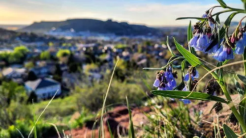 Flora & Fauna, Golden Game Guild, Barbecue, Container Gardening, and a Double Murder