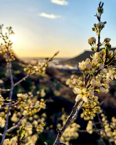 Wild Plum, New Downtown Event, New Murals, Supporting Foothills Art Center by Eating, and Why that Building Looks Like a Church