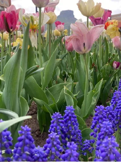 Flowers, Steam, Brunch, Music, and a Very Clean Day in Golden History