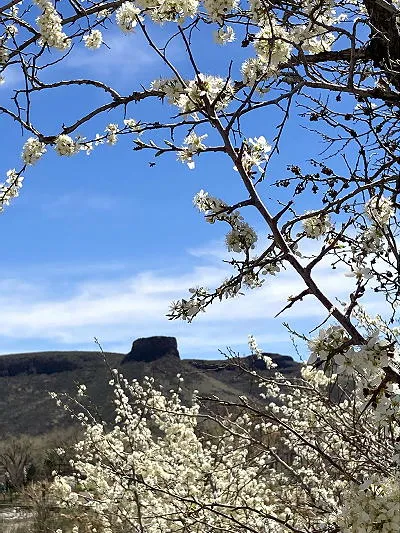 Springtime, Grand Openings, Music, and Picturing Golden Businesses of 1929