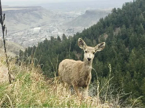 Great Views, Crafts, Comedy, Music, and History