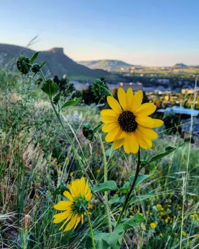 Another Castle Rock Fatality and ARTSWEEK Continues with a Film Premier