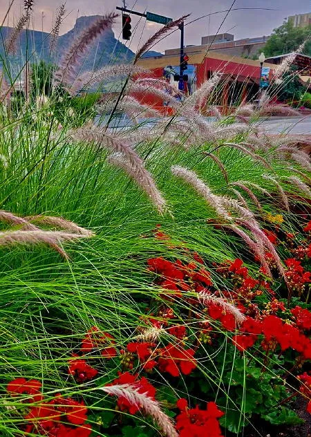 Walking Tour of Goosetown