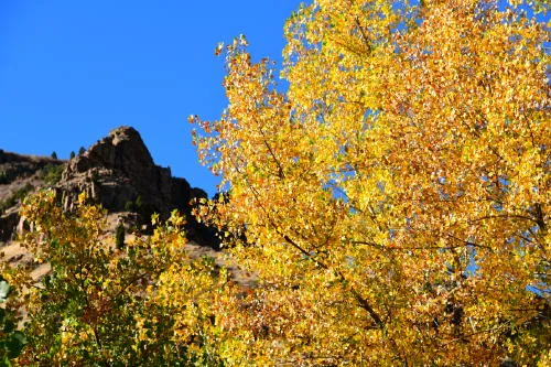 Meet the City Council Candidates Tonight