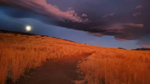 Chipless Christmas, Red Not Chili Peppers, and Recycled Holidays