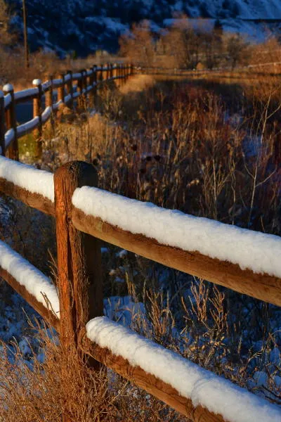 Coffee with Councilors, Goldens in Golden, and Opening Day for Goldilocks