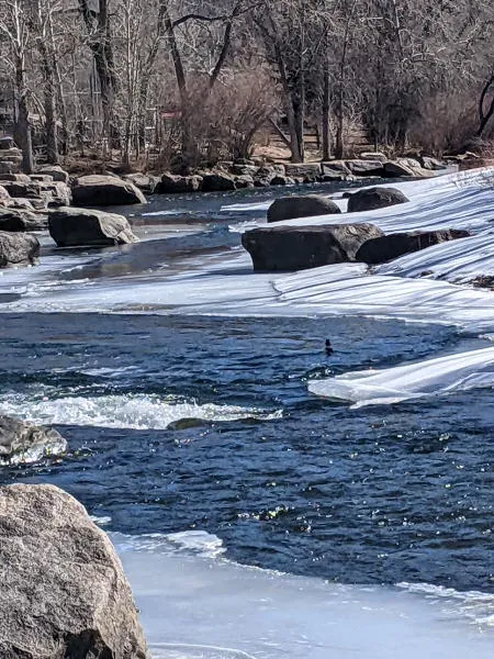 Gardens and Trees for Sale and the March Preview