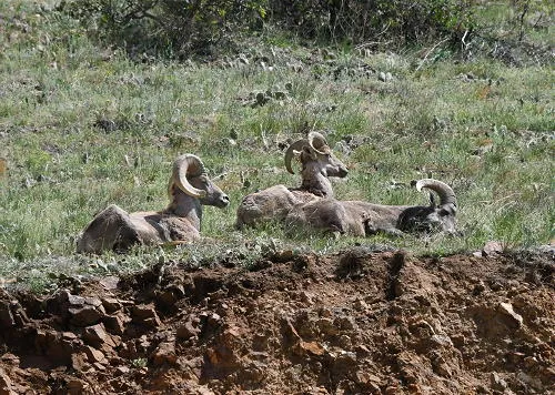 Summer Programs Begin at the Library, Sustainability Projects, Growth in South Golden, and the June Preview