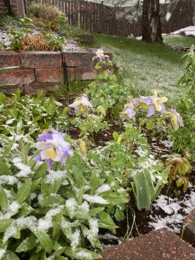 Rocks, Trains, Pancakes, Art, Plays, a Dance, and Those Smart Coors Boys