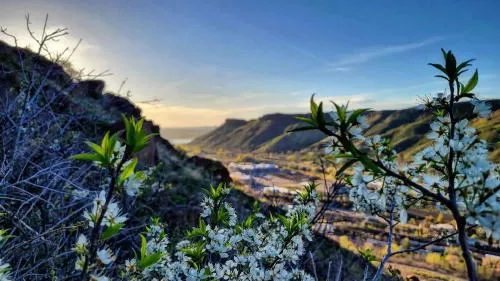 Mothers Day, Ming, the Maestro, and More Heart of Golden